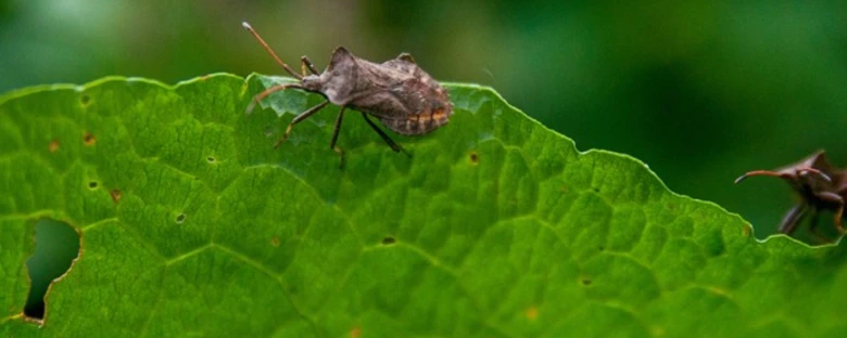 Bug on a leaf