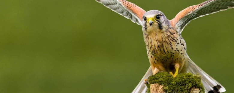 Bird in a green background